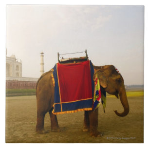 Perfil lateral de um elefante, Taj Mahal, India