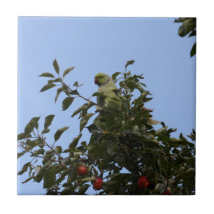 Periquito Verde