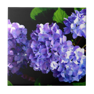 Periwinkle Hydrangeas