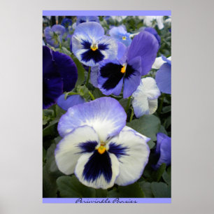 Periwinkle Pansies Poster