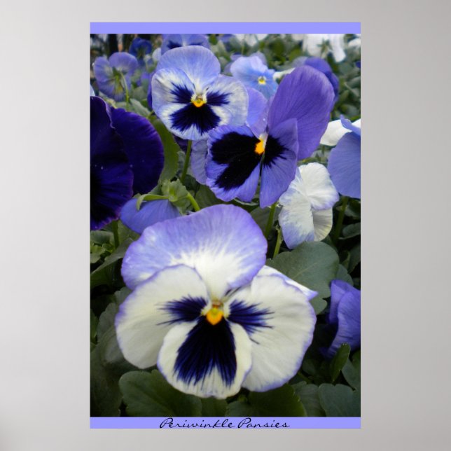 Periwinkle Pansies Poster (Frente)