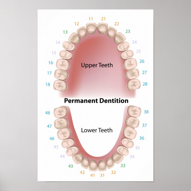 Permanent teeth adult dentition Poster (Frente)