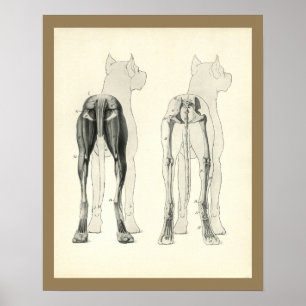 Perna Cão Esqueleto Anatomia Muscular Impressão