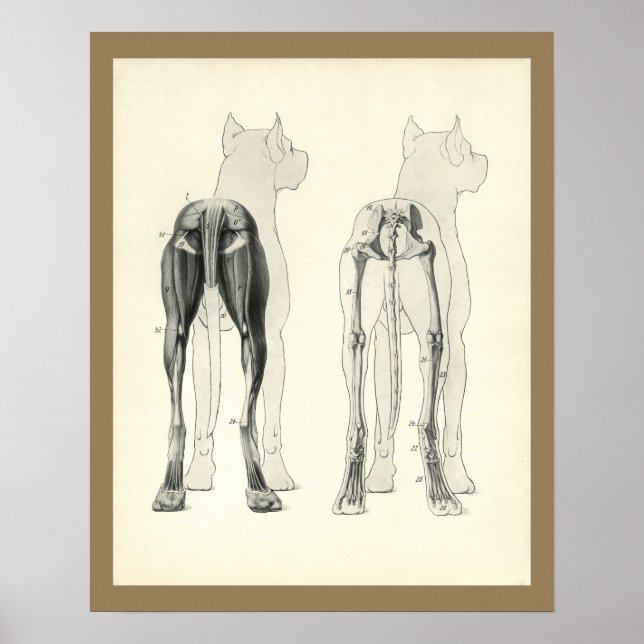 Perna Cão Esqueleto Anatomia Muscular Impressão (Frente)