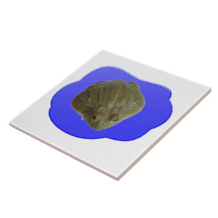 Perna de bala no Azulejo de pond