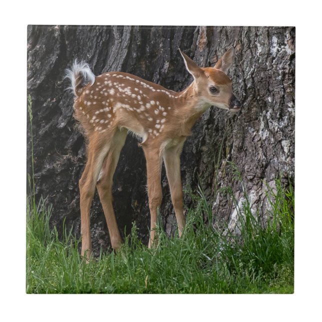 Pernas Shaky Fawn (Frente)