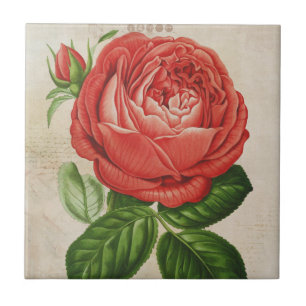 Perpétuo Híbrido Vermelho Vintage, Rosa Paul Ney