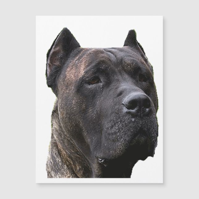 perro de pressa.png (Frente)