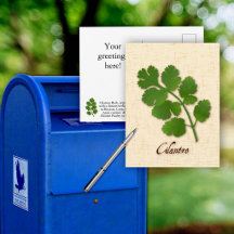 Personalizar Cartão Postal da Erva Coentro