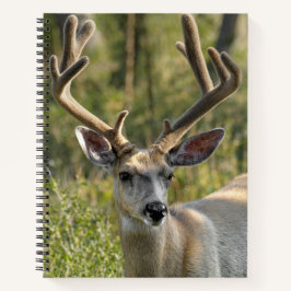 Personalize o nome do notebook Espiral Mule Deer