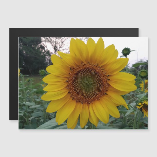 Personalized Image Magnetic Business Display Card (Frente/Verso)