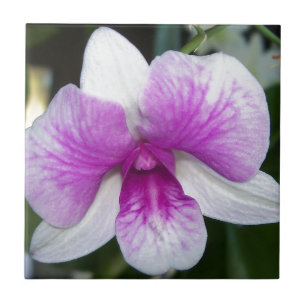 perto de uma linda orquídea roxa e branca