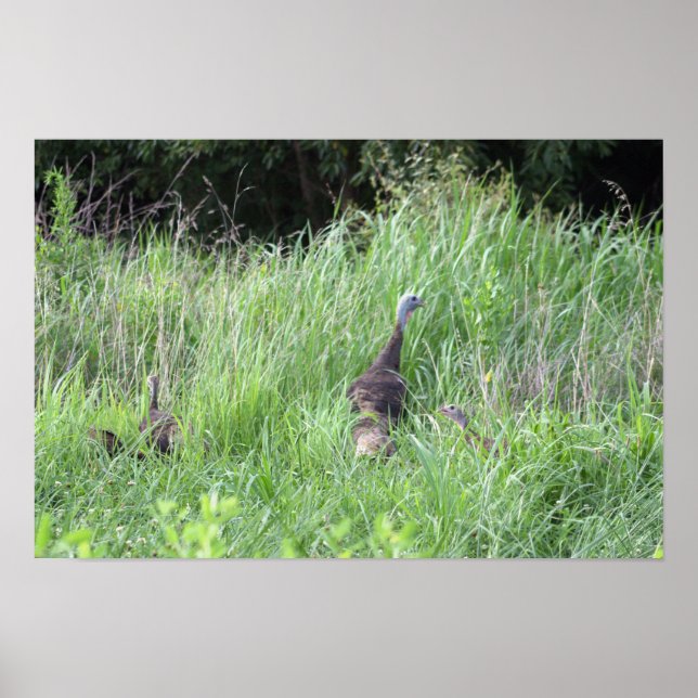 Perus Selvagens na Grass Poster (Frente)