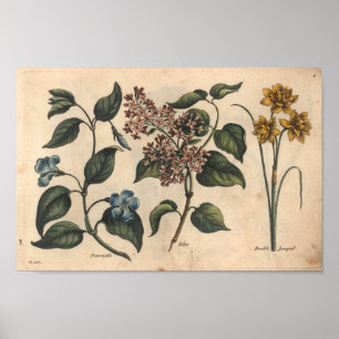 Pervinca botânica do impressão da arte da flor