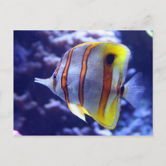 PESCAR O CARTÃO POSTAL DE PEIXE