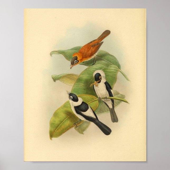 Pescoço frito, castanho-apanhador-aves, Impressão (Frente)