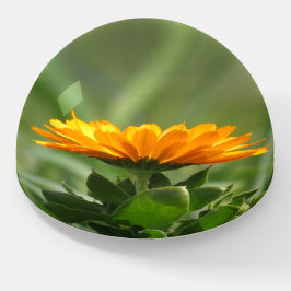 Peso do Papel - Flor de Calendário Laranja