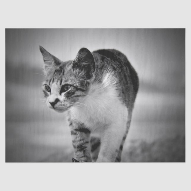 pesquisa de papel tecidular do gato (Frente )