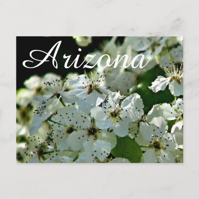 Pessegueiro em flor, cartão postal do Arizona (Frente)