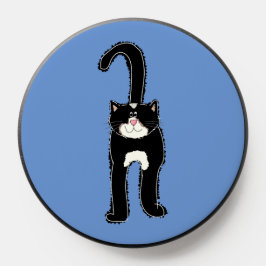 Pet de Gato Preto Cinto