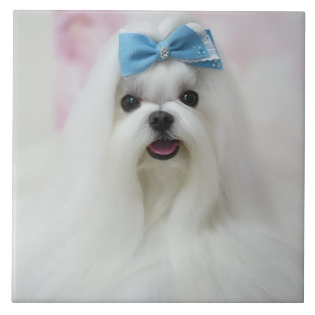 Pet Photo Upload Cute Adorable Dog (Frente)