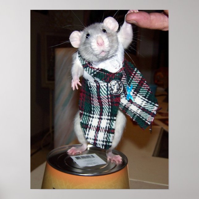 Pet Rat Ruby Poster - Kilt (Frente)
