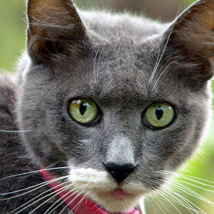 Pet Sitting Cartão de visita