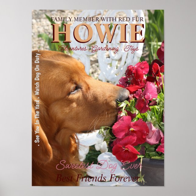 Pet Star Creative Poster (Frente)