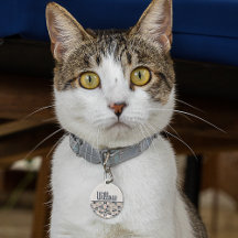 Círculos marinho Azul e Cor-de-Rosa/Retrosectores 