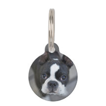 Frenchie Bulldog Francês Tag de Cachorro Gato