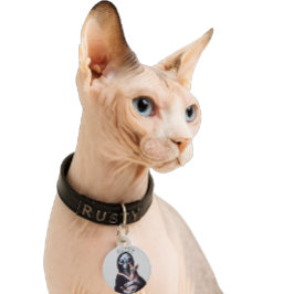 Pet Tag Gato Alien Sem Pelo Sphynx Nome Personalizado Plac