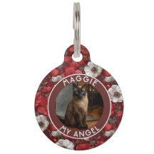 Presente Belo Gato Pai Anêmonas Flor