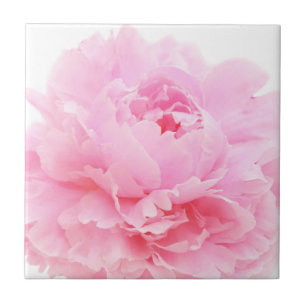 pétalas cor-de-rosa