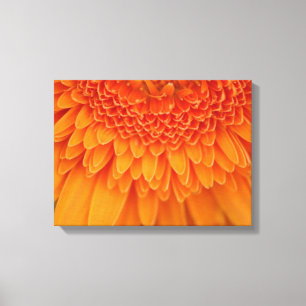 Pétalas da flor - canvas