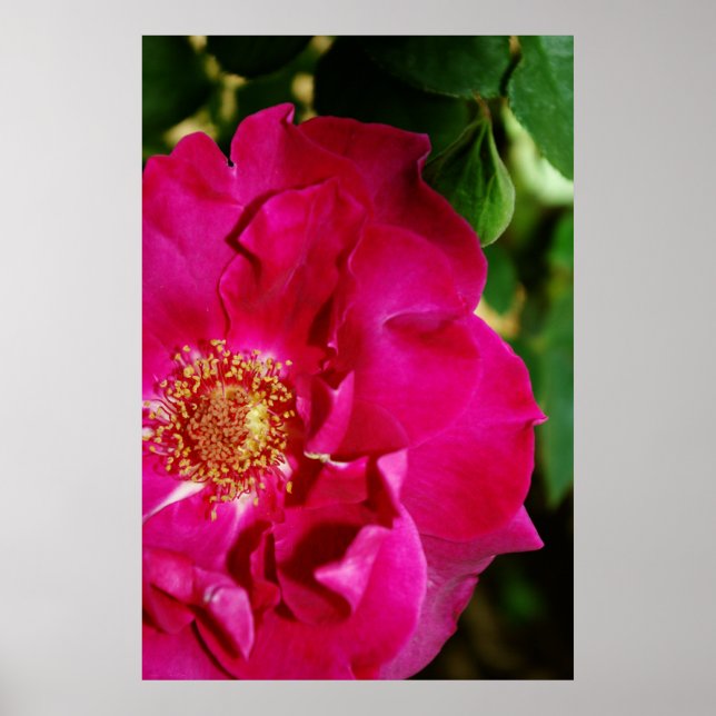 Pétalas de Impressão de Verão (Frente)