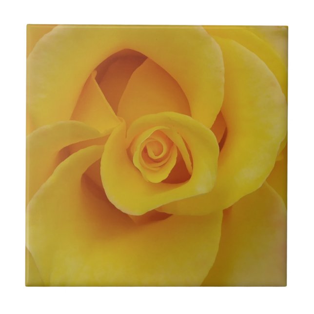 Pétalas de Rosa Amarela Romântica (Frente)