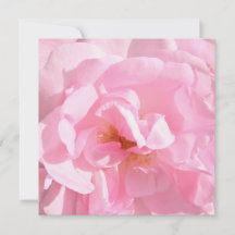 pétalas de rosa rosa pálido