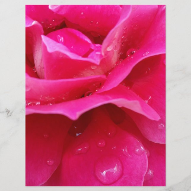 pétalas rosa rosa rosa rosa (Frente)
