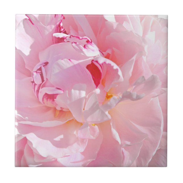 pétalas rosas (Frente)