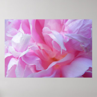 Petals cor-de-rosa, Peonie Poster