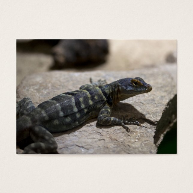 Petrosaurus thalassinus (Frente)