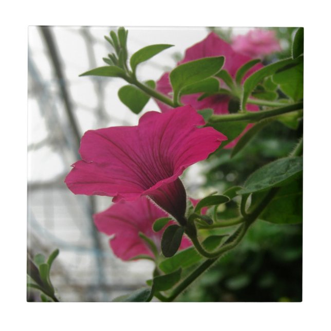 Petunia (Frente)
