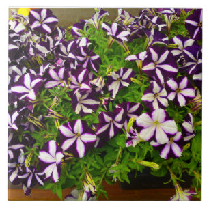 Petunia com distribuição roxa