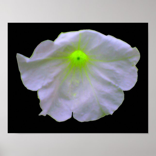 Petunia Green Glow Poster (Frente)