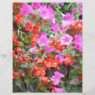 Petúnia rosa e gerânios vermelhos