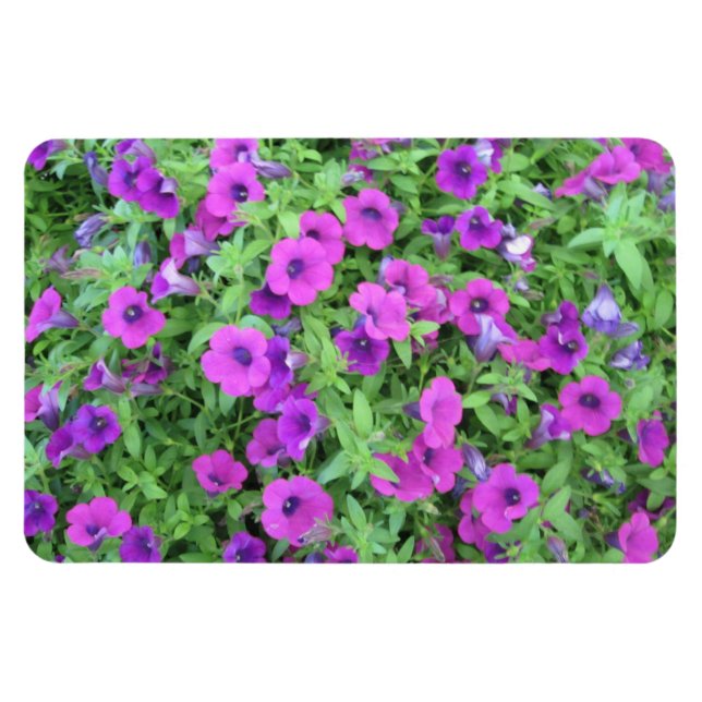 Petunias roxas e ímã flexível (Horizontal)