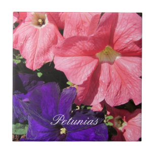 Petunias roxas e rosa