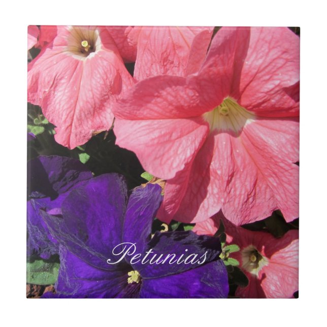 Petunias roxas e rosa (Frente)