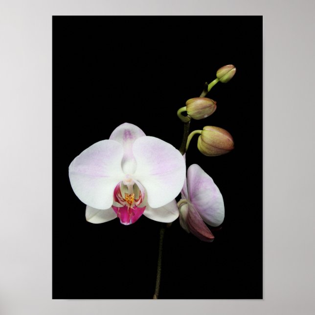 "Phalaenopsis" poster (Frente)