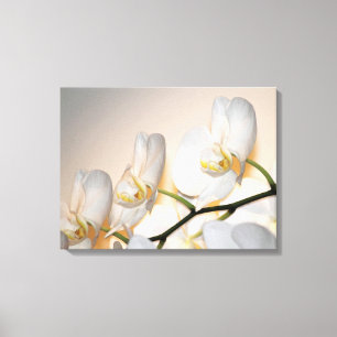 Phalaenopsis Sogo Yukidian Orchid Canvas